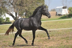 tardorno1a